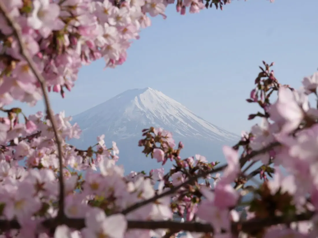 kitschblueten Fuji Japan