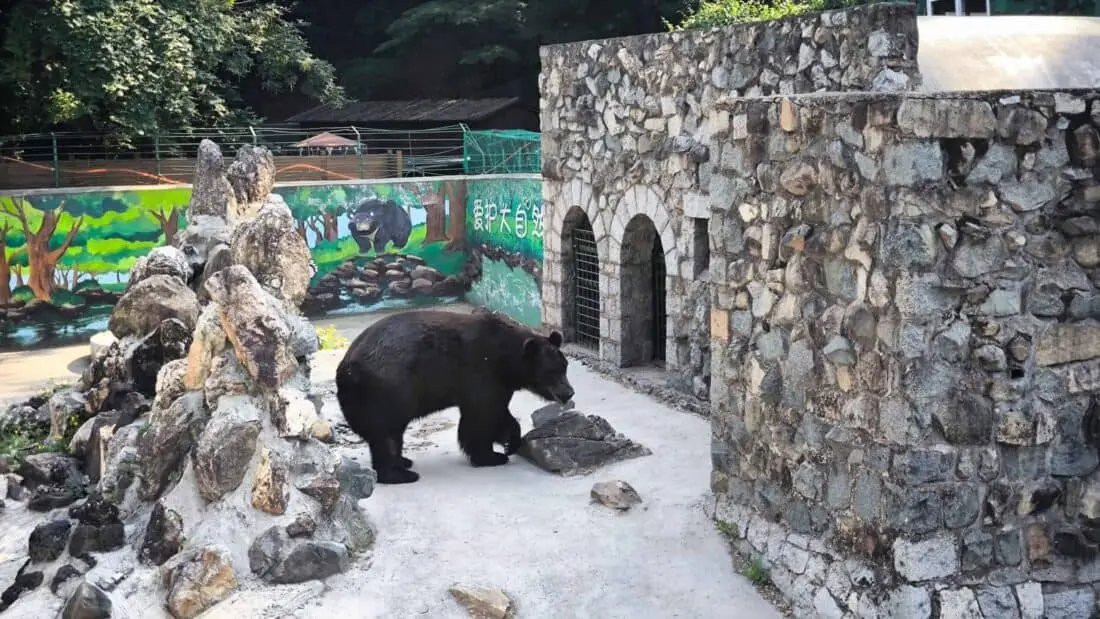Dandong Bär
