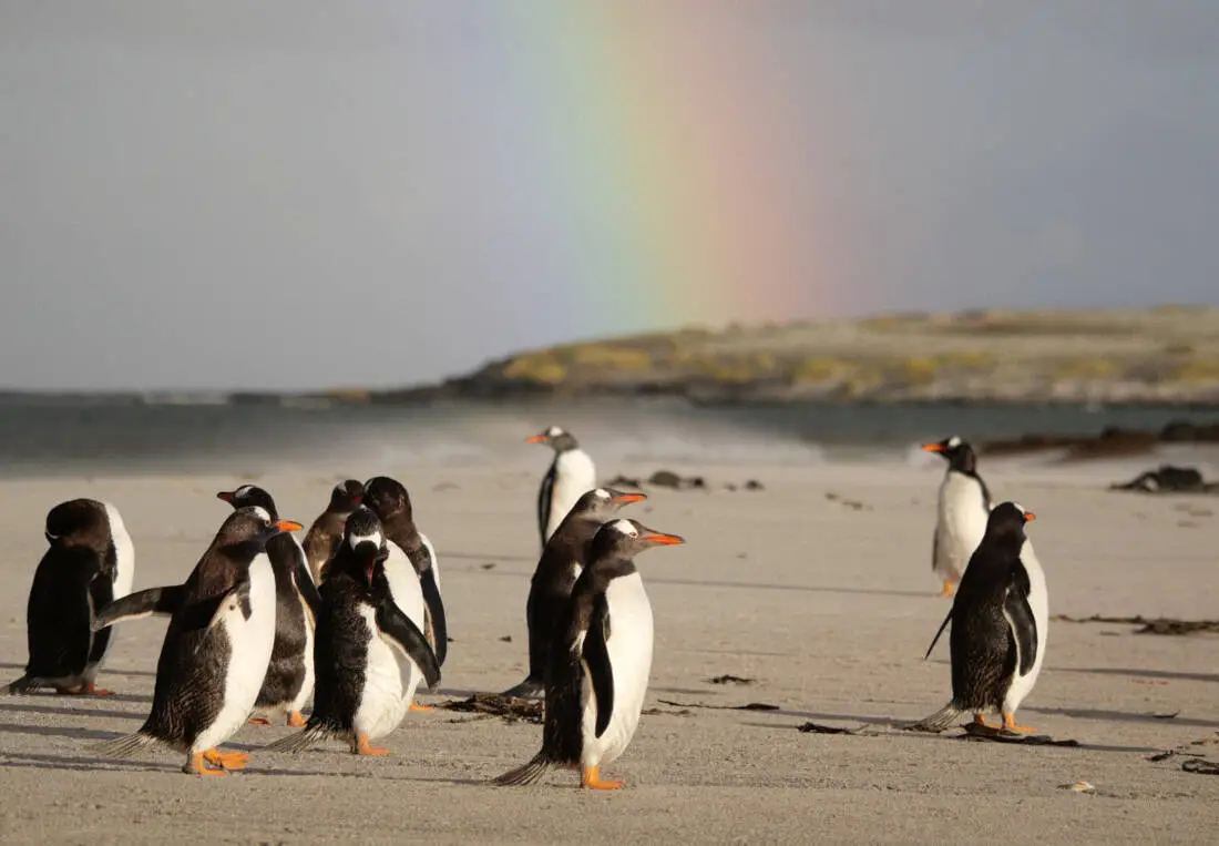Falklandinseln Pinguine Regenbogen