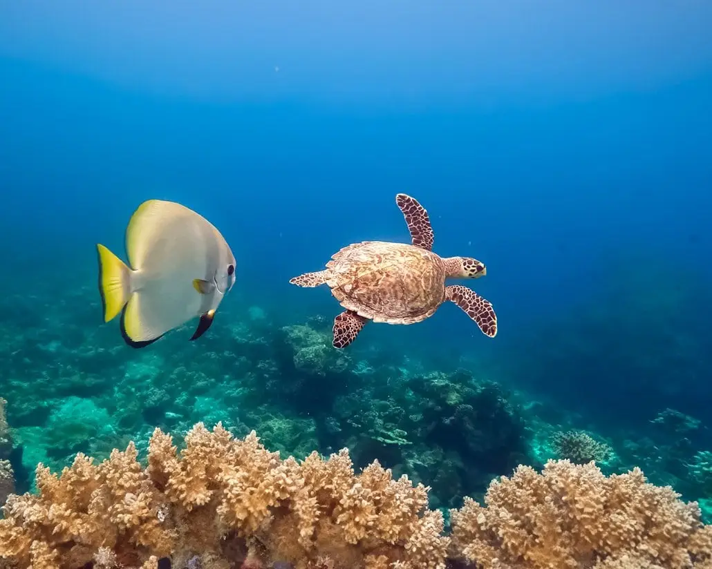 Hideaway Resort Maldives Turtle Snorkelling