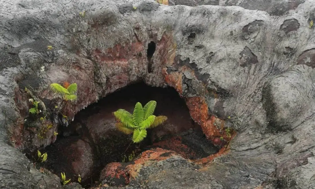 big island 6