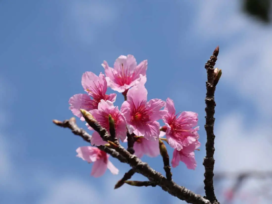 Kirschbluete Okinawa